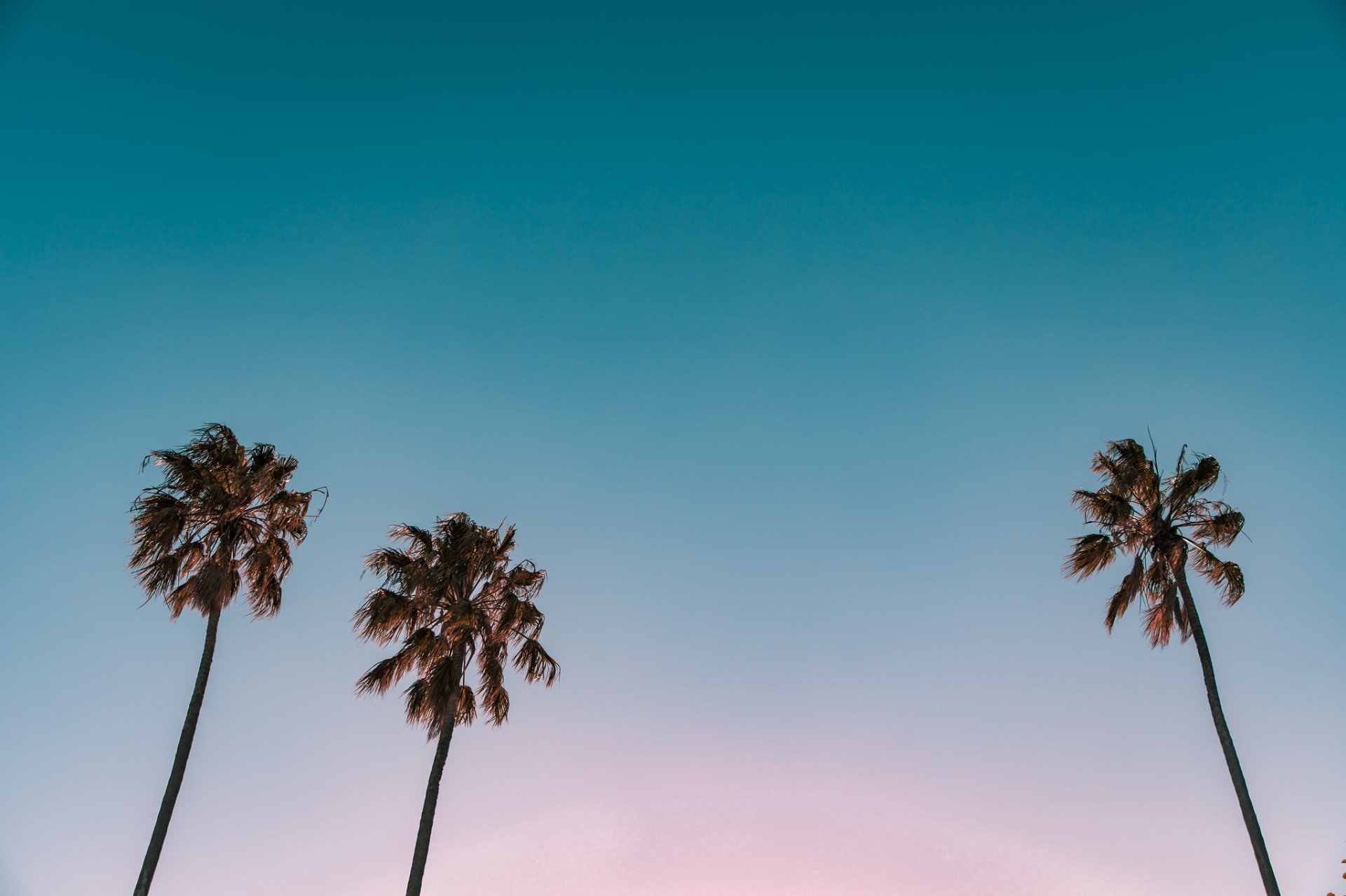 Three palm trees against a sunset sky